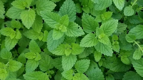 تصویر 4 از فروش مستقیم کود ارگانیک ویتامینه گیاهان با قیمت‌های مقرون‌به‌صرفه